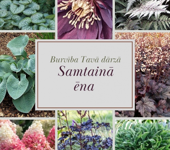 Samtainā ēna