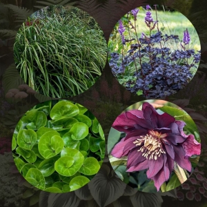 Samtainā ēna