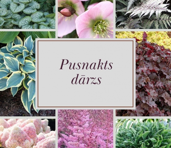 Pusnakts dārzs