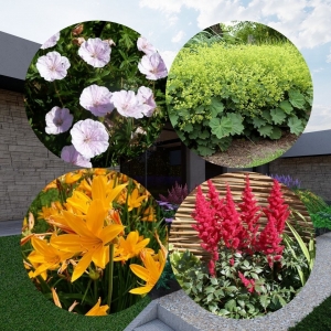 Zīmējums dobei ēnainā nogāzē 5m2