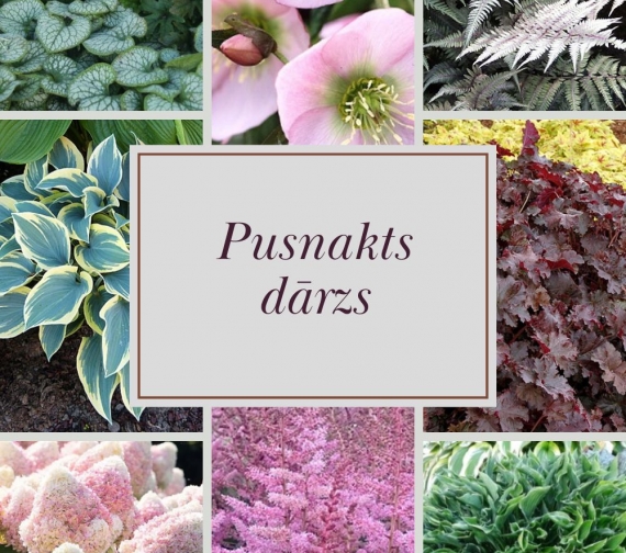 Pusnakts dārzs