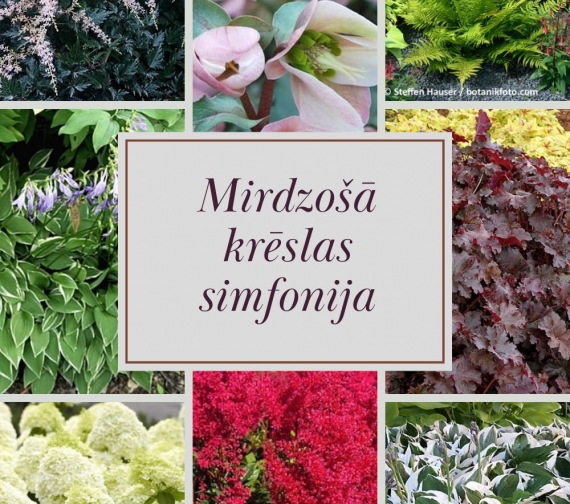 Mirdzošā krēslas simfonija