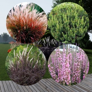 Grass flowerbed 