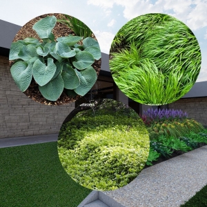 Zīmējums dobei ēnainā nogāzē 5m2