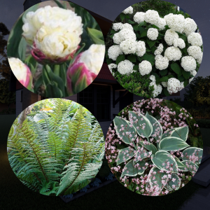 Ziedu josla ar  hortenzijām