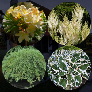 Ziedu josla ar  hortenzijām