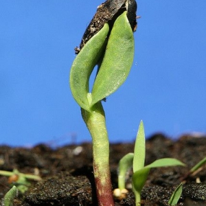 Meistarklase: Dārzkopība Urbānā Vidē – Iespēja radīt Zaļu Oāzi uz pilsētas akmeņiem