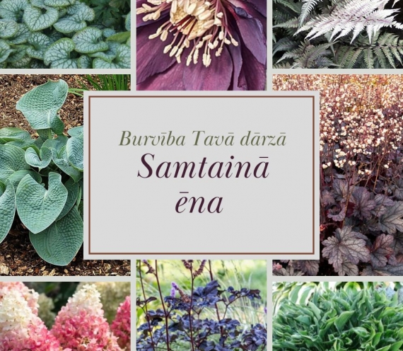 Samtainā ēna